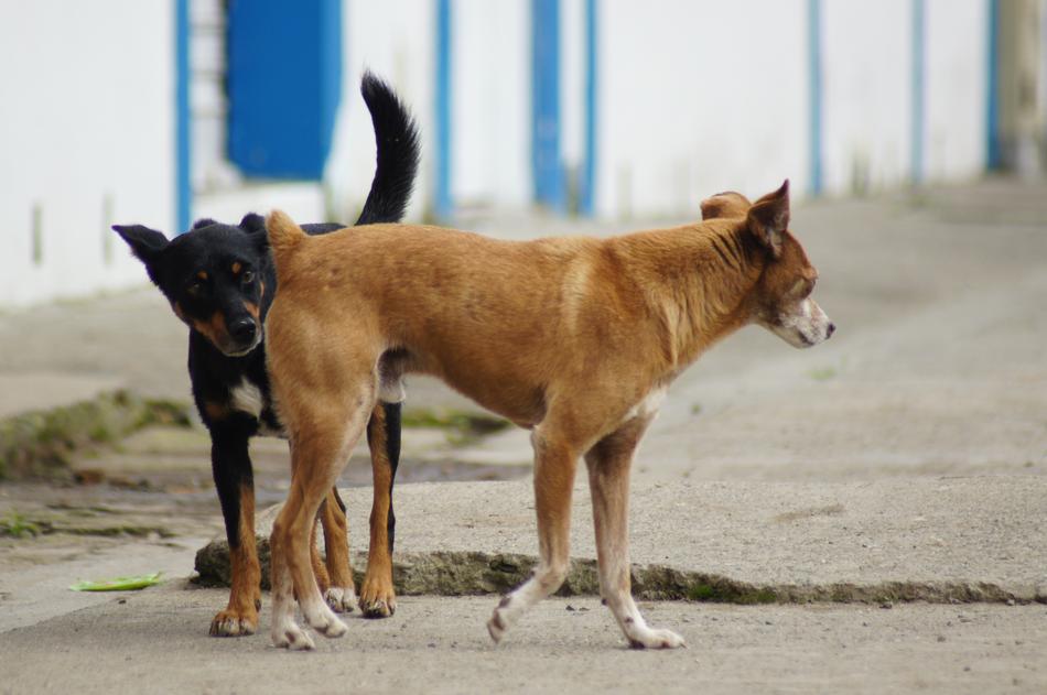 street dogs Animals Of The Field