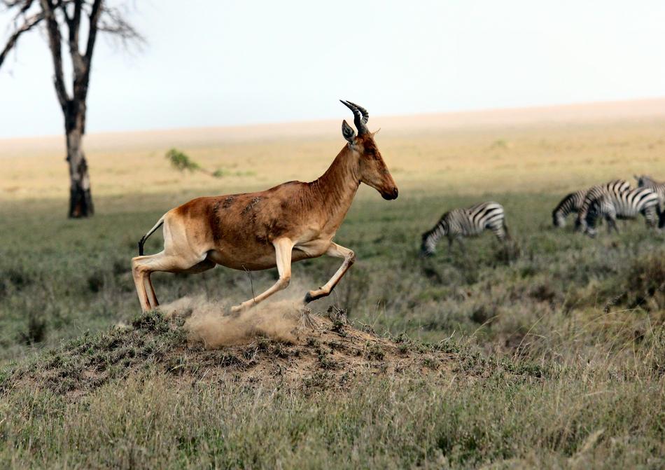 Colorful and beautiful landscape with the animals among the plants