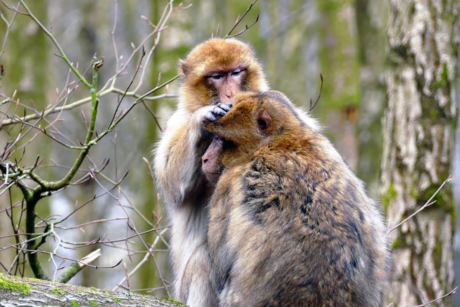 Colorful, cute and beautiful apes on the tree among the forest