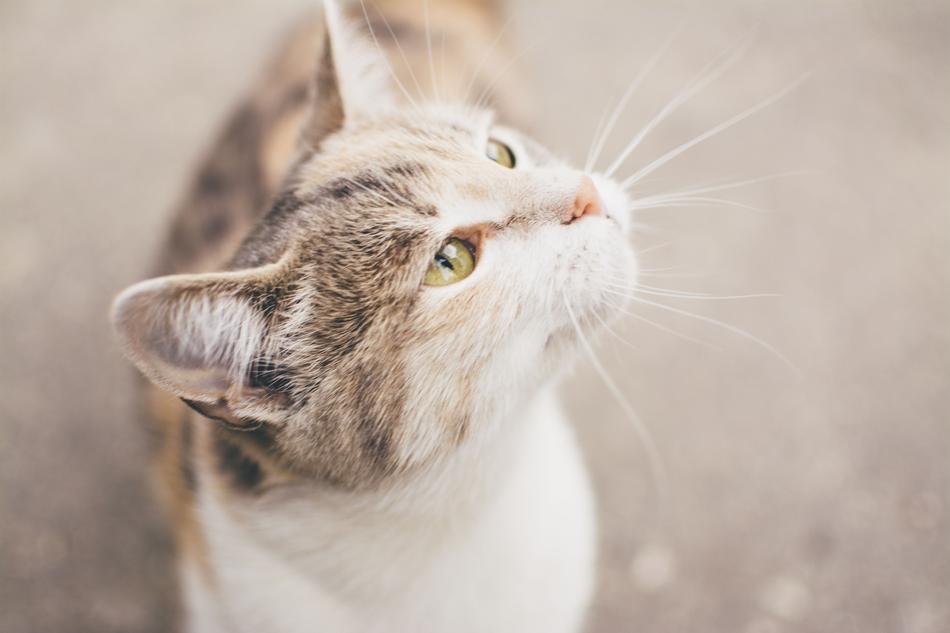 Portrait of the cute and beautiful, white and brown cat in light