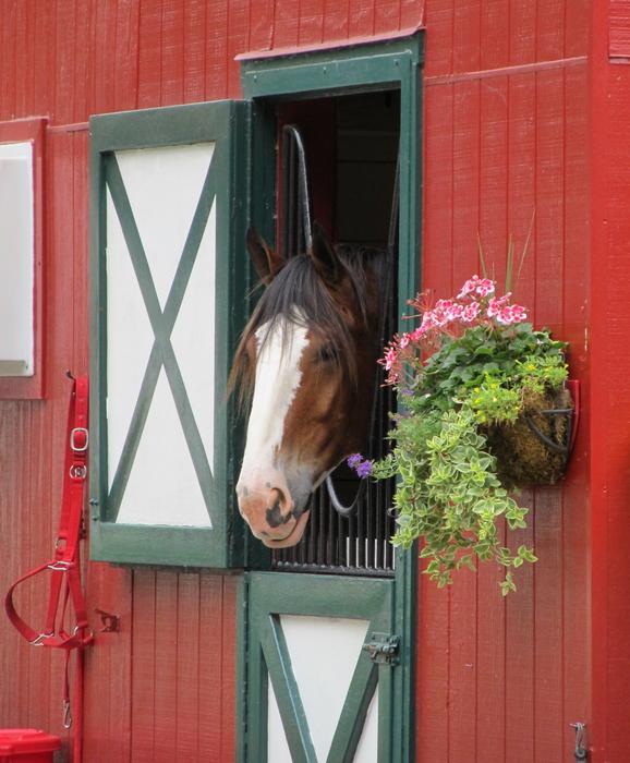 Clydesdale horse in the stable