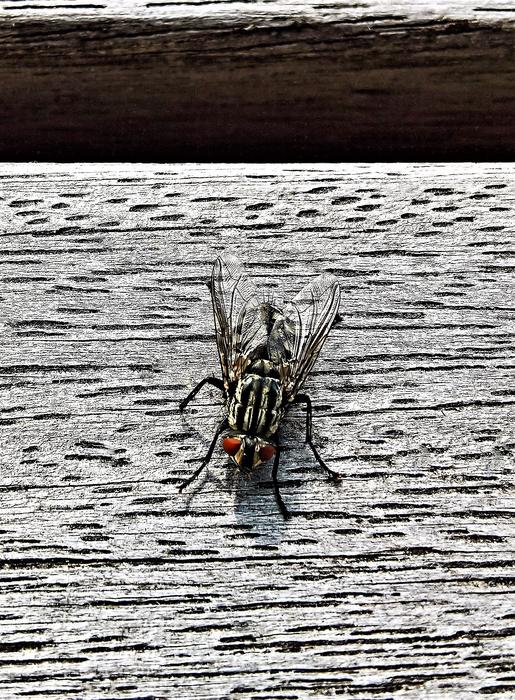 Animal Fly Insect