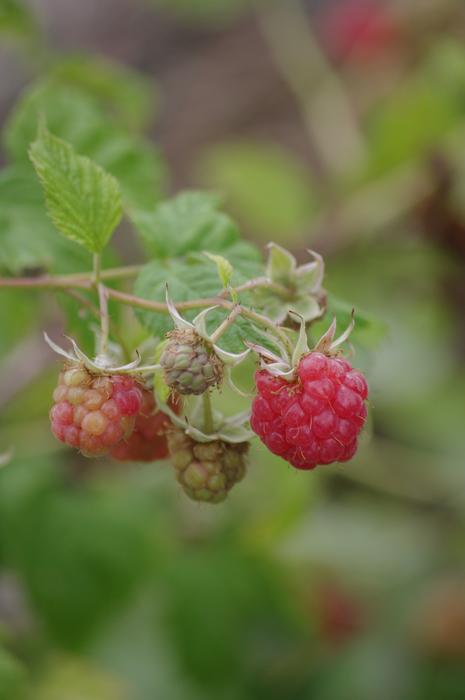 raspberry bush