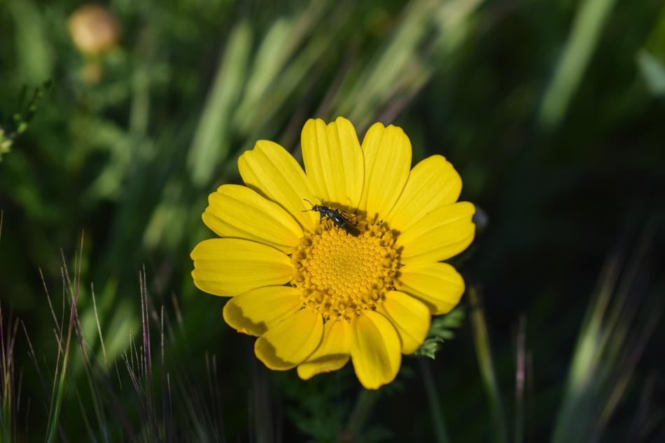 yellow flower with an insect and greenery