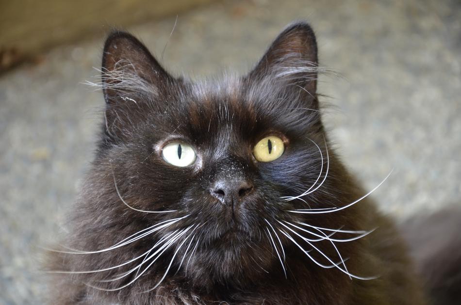 Cat Black Girl