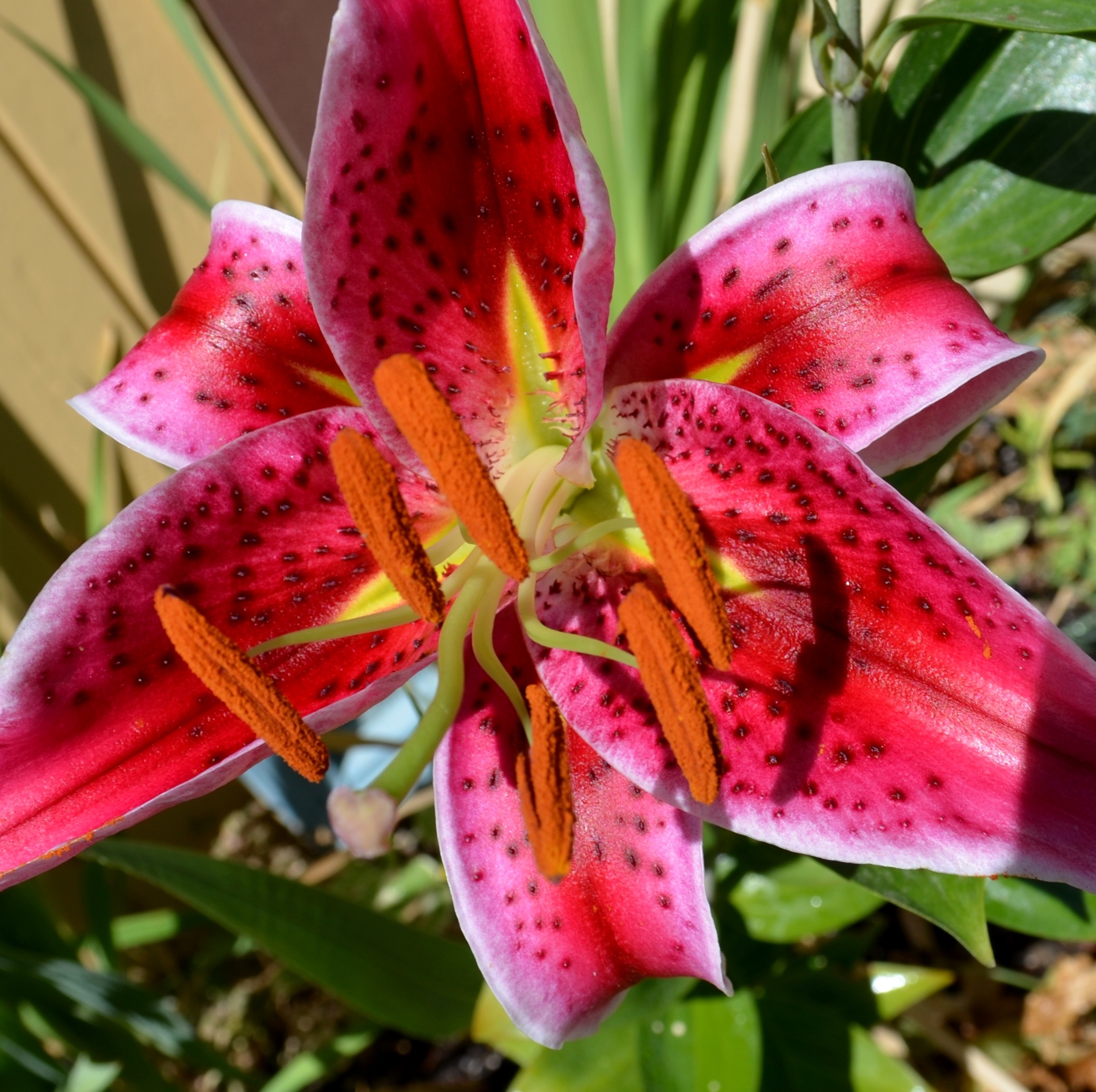 Lily Red Pink free image download