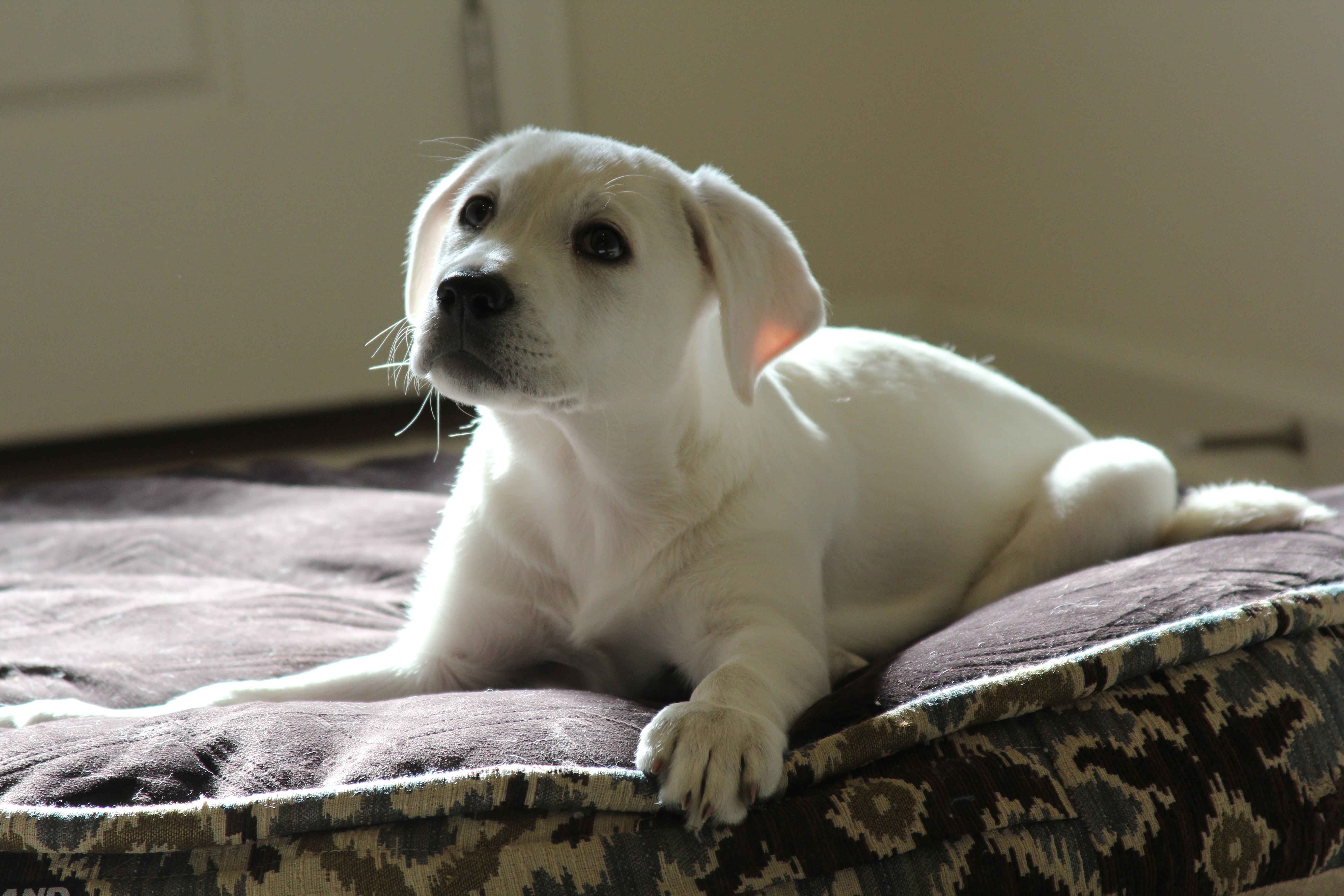 White pets. Домашние щенки. Собака лежит на животе. Щенок белый домашний. Щеночек лежит.