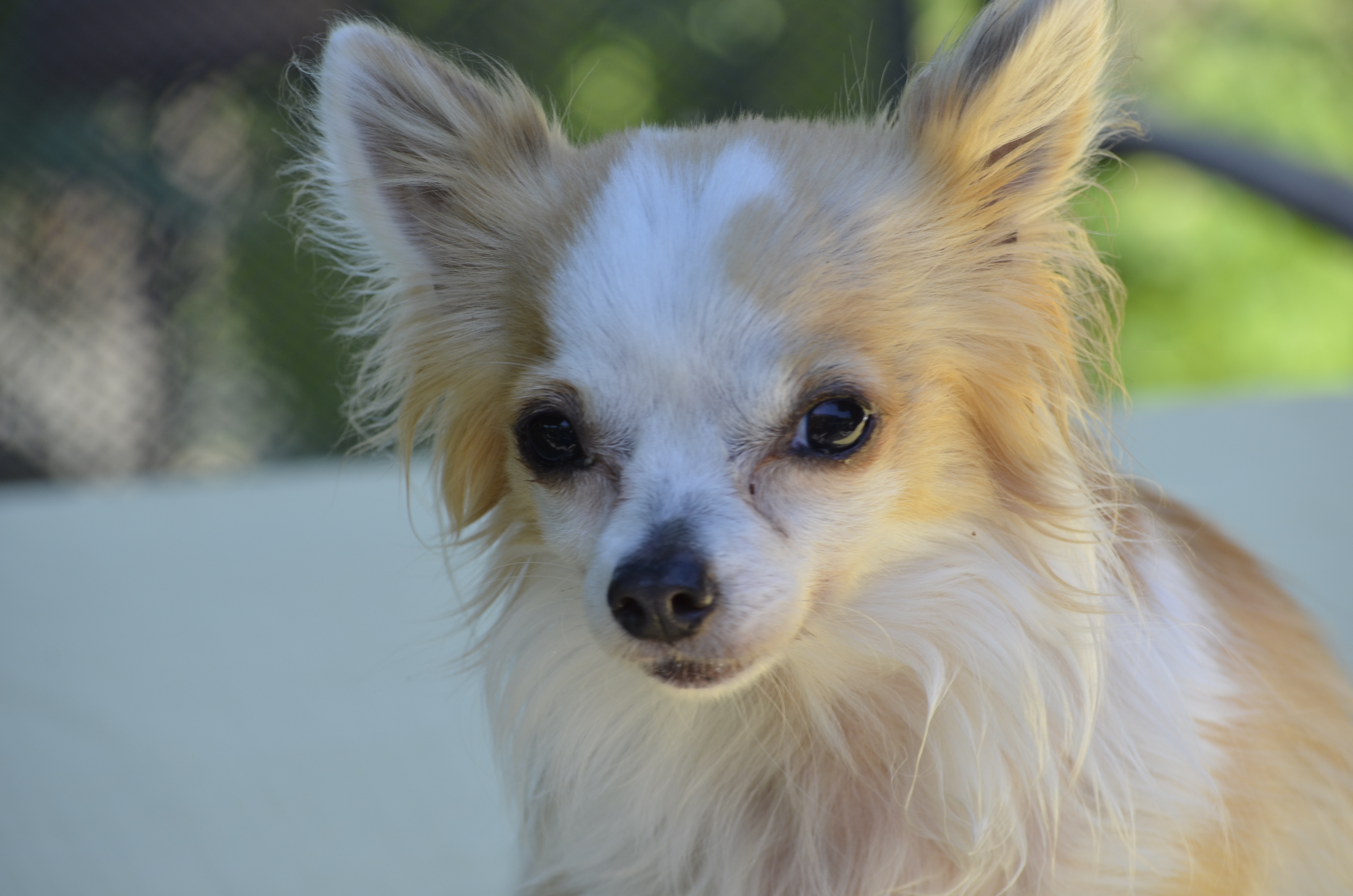 Brown and white chihuahua free image download