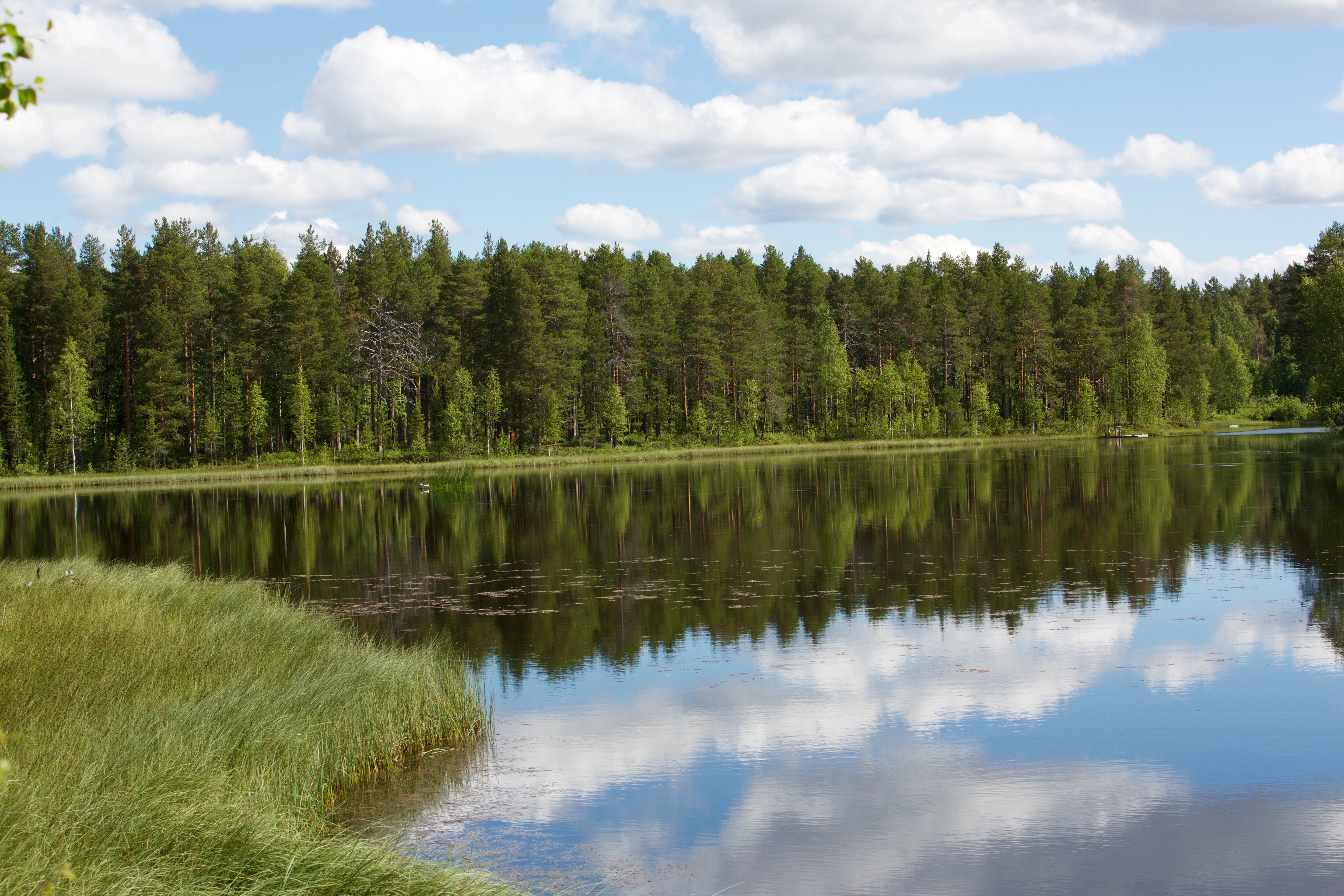 Озеро стена. Чудово озеро. Фото на стену река. Лес, отдых озеро реальные фото. Forest Lake 12 гр.