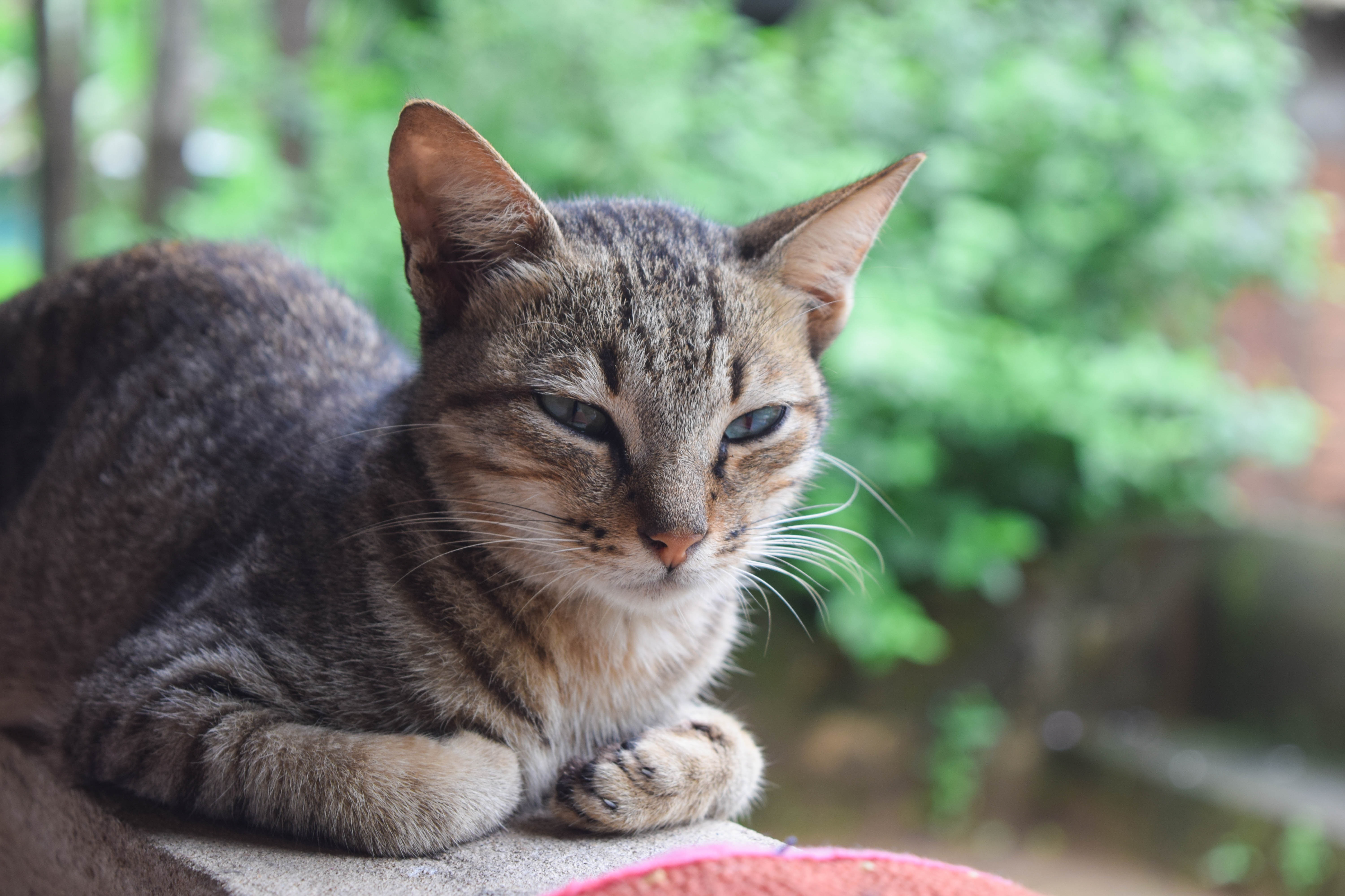 Colorful and beautiful, striped cat near the green plants free image ...