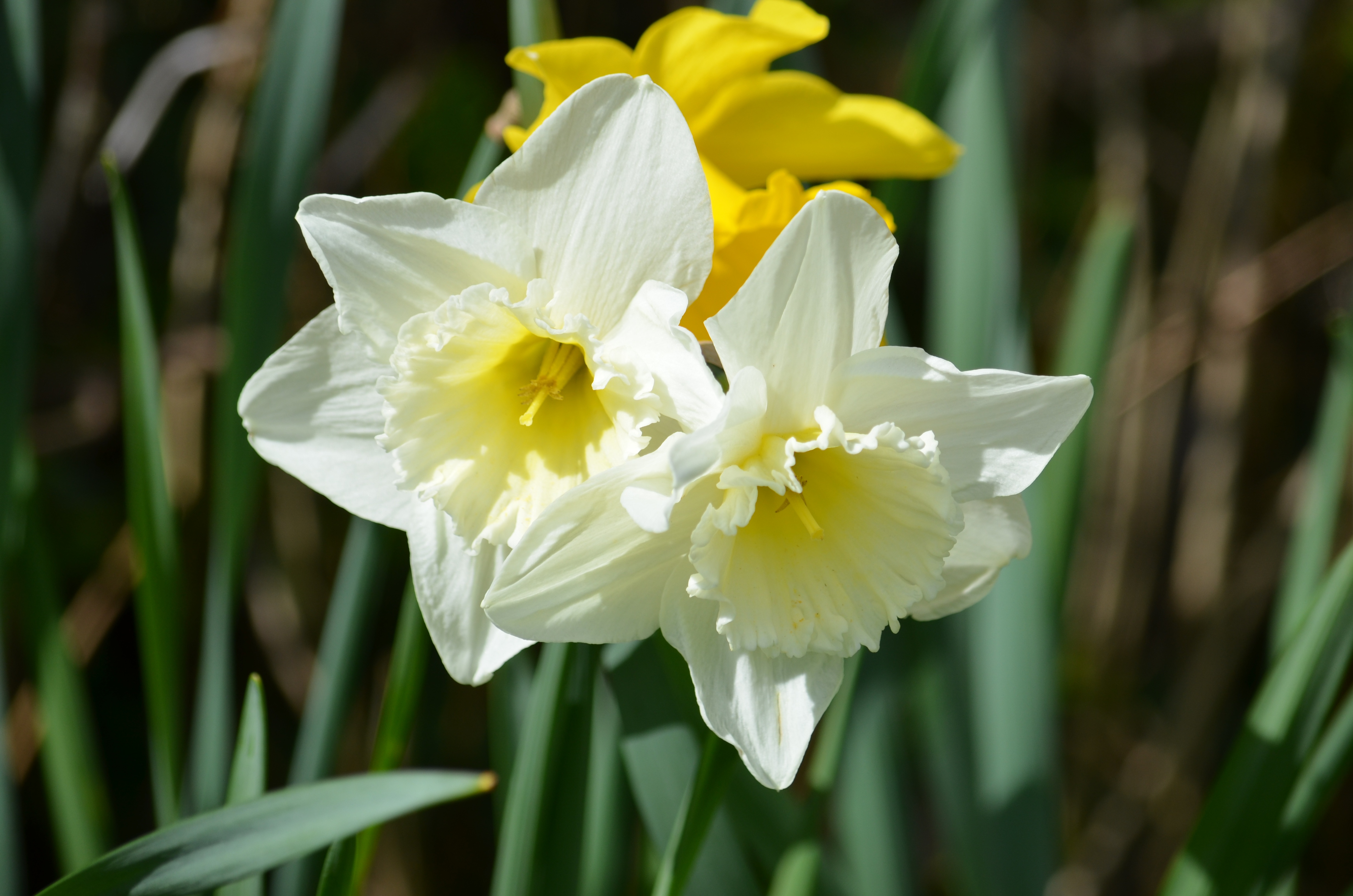 Нарцисс цветочный. Нарцисс Саронский. Daffodil Нарцисс. Нарцисс (растение). Cassata Нарцисс.