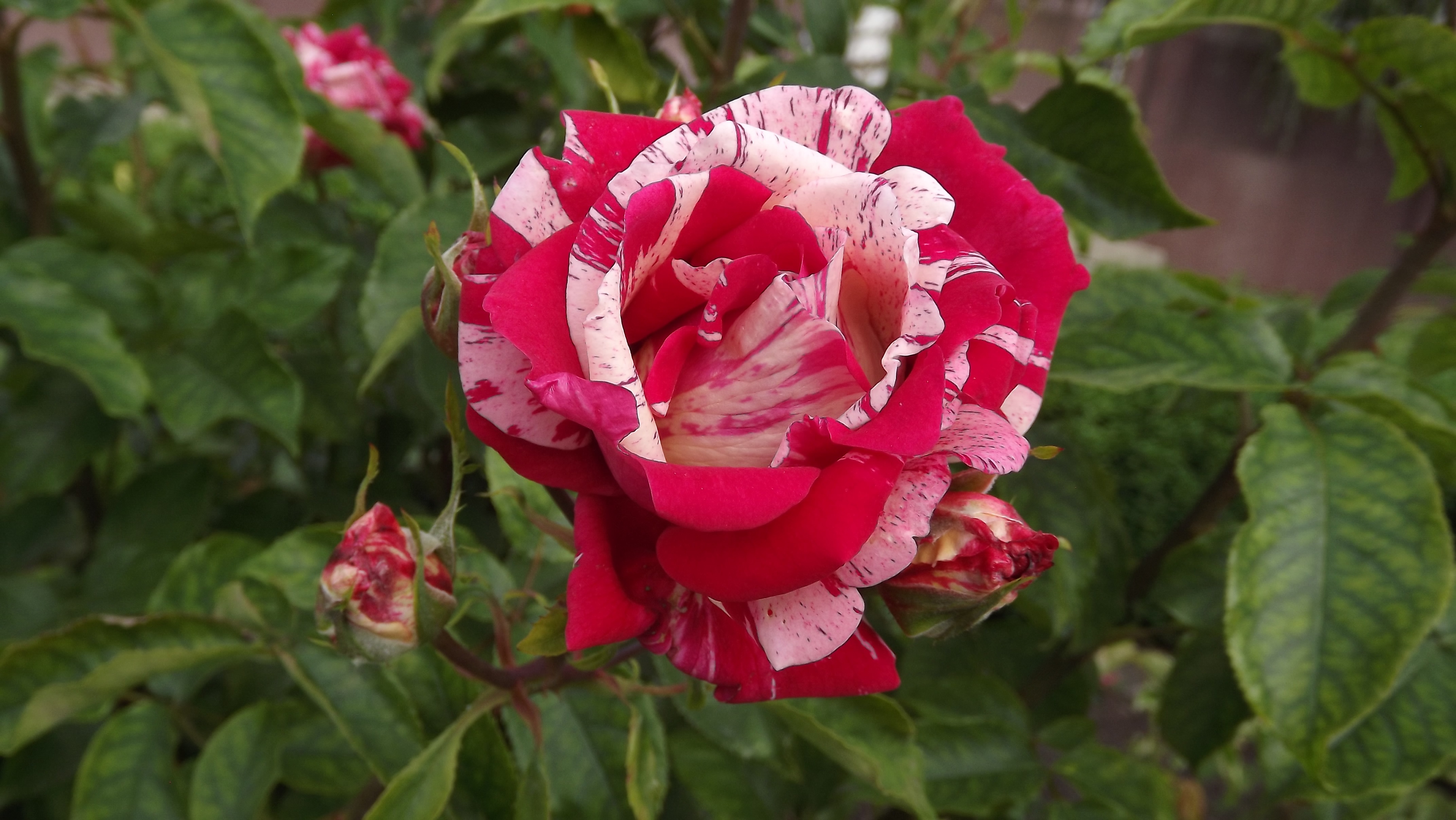 Flower Rose Two-Color free image download