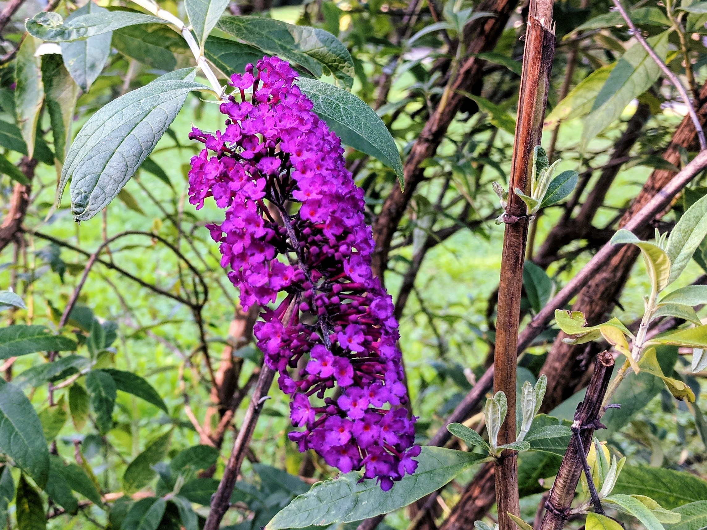 Flower Tree Purple free image download