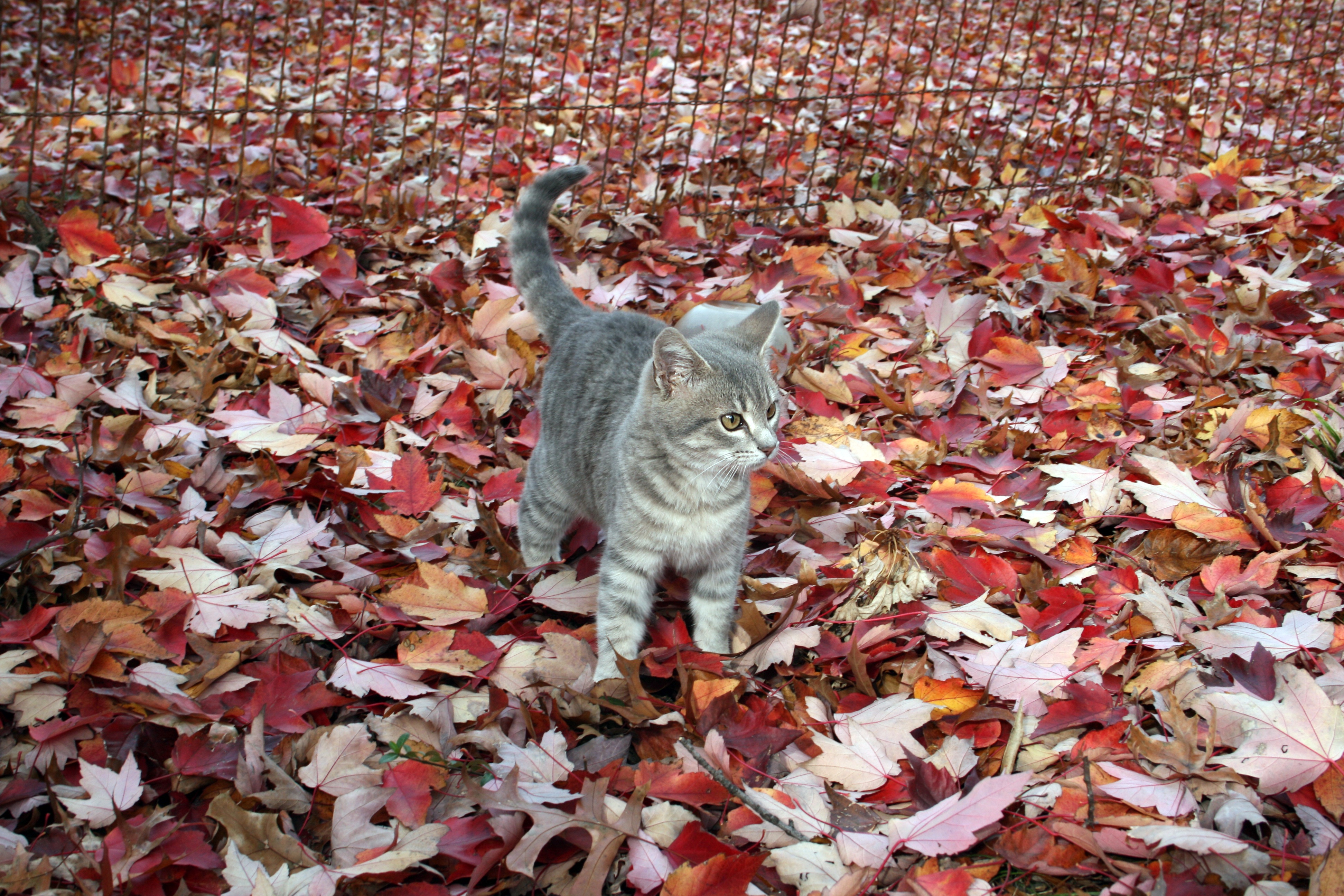 Котик в листьях осени