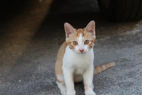 white-brown kitten close up