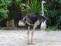 ostrich standing sand