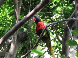 Parrot Bird Macaw on the tree