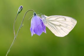 beautiful white butterfly on a bright flower