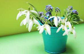 green pot flowers