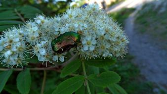 Beetle on Flowers and Greens