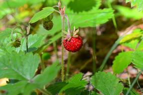 berry red green kind