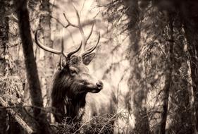 Deer Elk Animal at forest