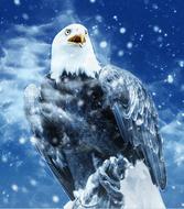 eagle in the snow as abstract art