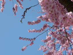 Japanese cherry blossoms bloom beautifully