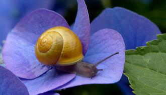 Close-up of the snail, on the beautiful, purple and blue leaves of different shades, near the green leaf