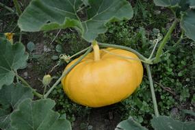 yellow tomatoes juicy