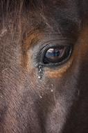 Eye Horse Animal Thoroughbred