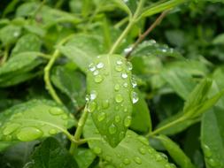 leafy green water