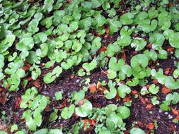 Leaves Background Soil green