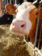 a nice big cow in the hay