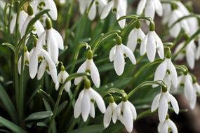 white snowdrops garden