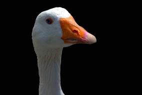 portrait of Goose Bird Bill