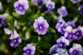 Purple Flower Plant