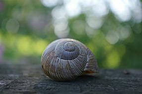 the snail is lying on the pole