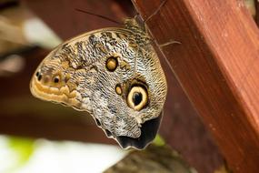 Butterfly Insect Close Up