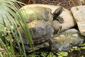 two turtles lying on the rocks