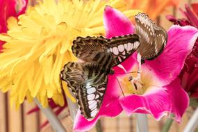 brown and white butterfly on colorful bouquet