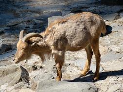 Cute and beautiful, colorful goat on the rocks, in sunlight