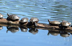 Turtles Reptiles in Water