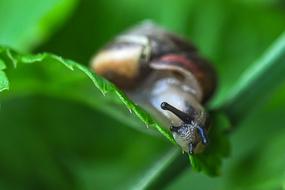 snail hiding in the grass