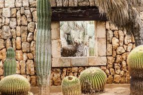 big cacti outside the house