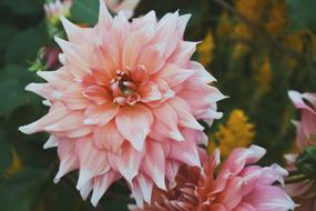 beautiful flower big in the garden