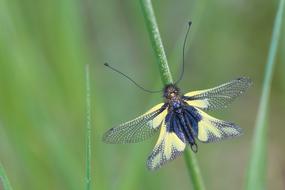 Insect Dragonflies-Butterfly Way