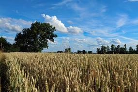 a beautiful field with trees by the clouds