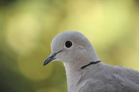 Russula Dove Bird