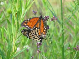 Butterfly at Wildflowers Meadow